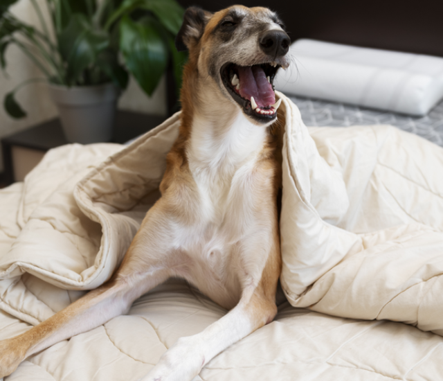 biente aconchegante e acolhedor durante o período em que seus donos estão ausentes.