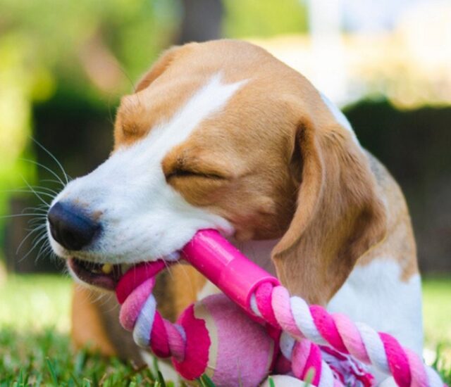 Serviços aos Pets durante o período diurno, entre 08h00 às 18h00, visando sociabilizar, brincar ou adestrar.