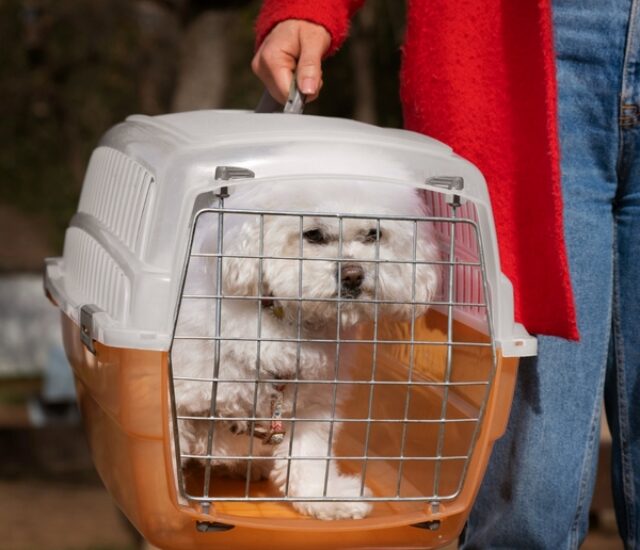 O Le PET it disponibiliza serviço de translado(busca e entrega) para hospedagem,