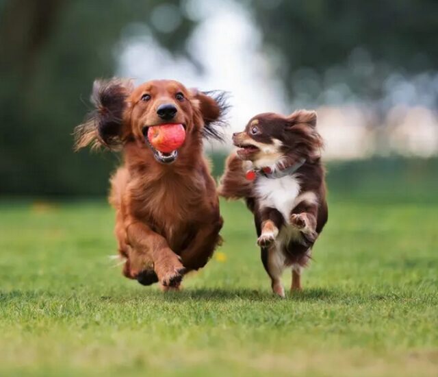 Pet Place é um ambiente criado especialmente para que os Pets tenham um lugar para brincar.