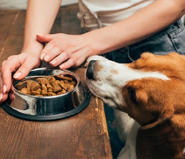 Envio de ração, medicamentos, brinquedos e acessórios, para que o seu Pet esteja sempre feliz!