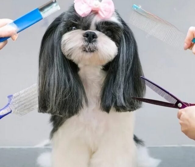 A Le Pet It oferece o serviço de tosa, para que o seu pet fique livre de pelos incômodos e sempre confortável.