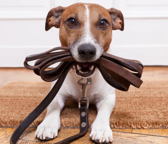 Sem tempo para passear com o seu Pet? A Le Pet It oferece o serviço ideal para você, consulte-nos.